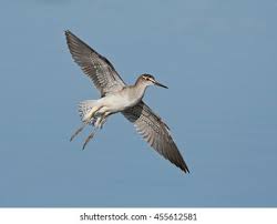 Attēlu rezultāti vaicājumam “Tringa glareola adult”