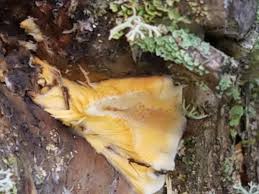 Attēlu rezultāti vaicājumam “Gloeoporus pannocinctus”