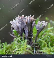 Attēlu rezultāti vaicājumam “Thelephora palmata”