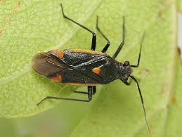 Attēlu rezultāti vaicājumam “Capsodes gothicus imago”