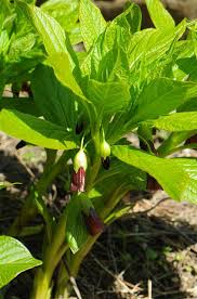 Attēlu rezultāti vaicājumam “Scopolia carniolica flower”