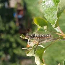 Attēlu rezultāti vaicājumam “Euproctis similis imago”