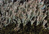 Attēlu rezultāti vaicājumam “Cladonia phyllophora”