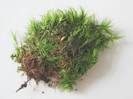 Attēlu rezultāti vaicājumam “Dicranum bonjeanii”