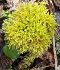 Attēlu rezultāti vaicājumam “Eurhynchiastrum pulchellum”