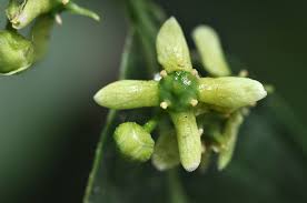 Attēlu rezultāti vaicājumam “Euonymus europaeus bud”