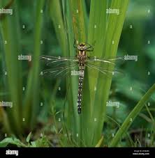 Attēlu rezultāti vaicājumam “Brachytron pratense”