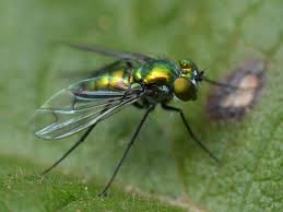 Attēlu rezultāti vaicājumam “Dolichopodidae”