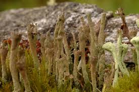 Attēlu rezultāti vaicājumam “Cladonia cornuta”
