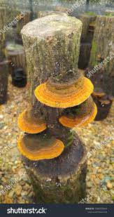 Attēlu rezultāti vaicājumam “Phellinus”