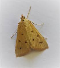 Attēlu rezultāti vaicājumam “Setina irrorella”