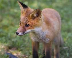 Attēlu rezultāti vaicājumam “Vulpes vulpes  juvenile”