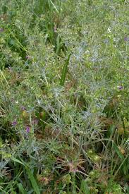 Attēlu rezultāti vaicājumam “Geranium dissectum leaf”