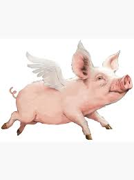 Image result for flying pigs