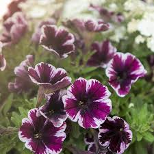 Image result for Petunie