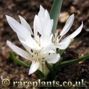Attēlu rezultāti vaicājumam “Colchicum szovitsii subsp. szovitsii flower”