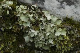 Attēlu rezultāti vaicājumam “Cetrelia sp.”