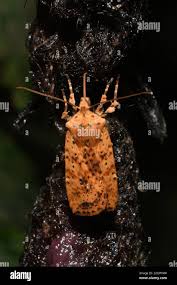 Attēlu rezultāti vaicājumam “Conistra rubiginea”