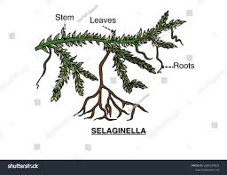 Attēlu rezultāti vaicājumam “Pteropsida”