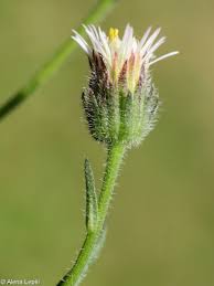 Attēlu rezultāti vaicājumam “Erigeron acris”