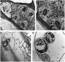 Attēlu rezultāti vaicājumam “Symphytocarpus trechisporus plasmodium”