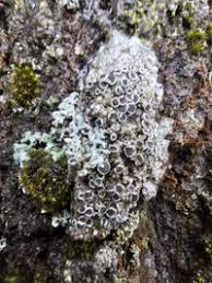 Attēlu rezultāti vaicājumam “Lecanora albella”