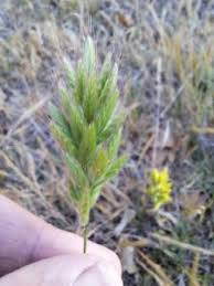 Attēlu rezultāti vaicājumam “Bromus hordeaceus subsp. hordaceus fruit”