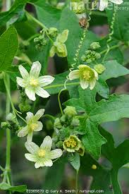 Attēlu rezultāti vaicājumam “Bryonia alba flower”