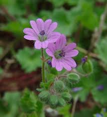 Attēlu rezultāti vaicājumam “Geranium molle”