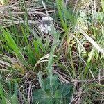 Attēlu rezultāti vaicājumam “Arabis hirsuta fruit”