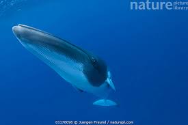 Image result for Balaenoptera acutorostrata