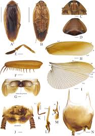 Attēlu rezultāti vaicājumam “Blattoptera”