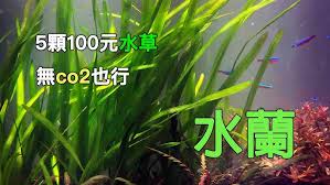 「水蘭」的圖片搜尋結果