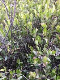 Attēlu rezultāti vaicājumam “Chamaedaphne calyculata fruit”