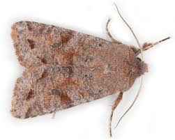 Attēlu rezultāti vaicājumam “Orthosia incerta”