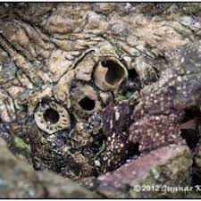 Attēlu rezultāti vaicājumam “Andricus quercuscorticis”