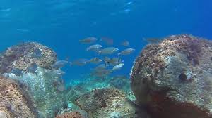 Image result for Diplodus puntazzo