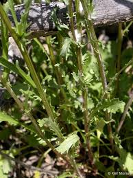 Attēlu rezultāti vaicājumam “Leucanthemum vulgare leaf”