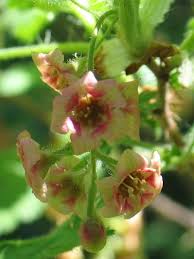 Attēlu rezultāti vaicājumam “Ribes nigrum flower”