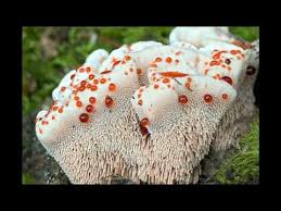 Attēlu rezultāti vaicājumam “Hydnellum ferrugineum”