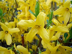 Attēlu rezultāti vaicājumam “Forsythia intermedia”
