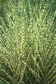 Image result for Miscanthus sinensis Zebrina