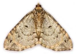 Attēlu rezultāti vaicājumam “Ecliptopera silaceata”