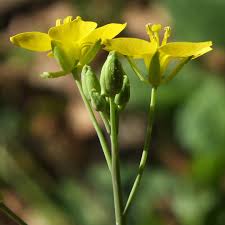Image result for Diplotaxis tenuifolia