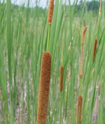Attēlu rezultāti vaicājumam “Typha angustifolia  fruit”