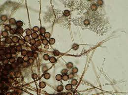 Attēlu rezultāti vaicājumam “Diderma subviridifuscum”