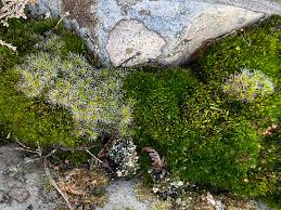 Attēlu rezultāti vaicājumam “Campylopus introflexus”