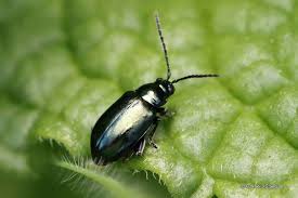 Attēlu rezultāti vaicājumam “Altica sp.”