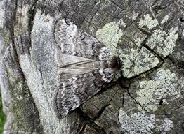 Attēlu rezultāti vaicājumam “Tetheella fluctuosa”