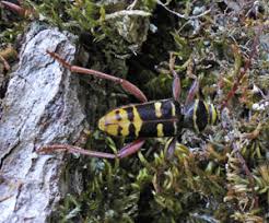 Attēlu rezultāti vaicājumam “Paracorymbia maculicornis imago”
